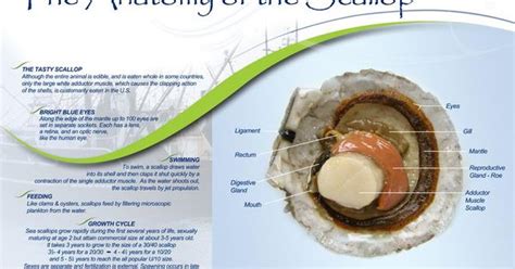 Anatomy of the Scallop(1).jpg (900×657) | Heirloom and Heritage | Pinterest | Scallops, Anatomy ...