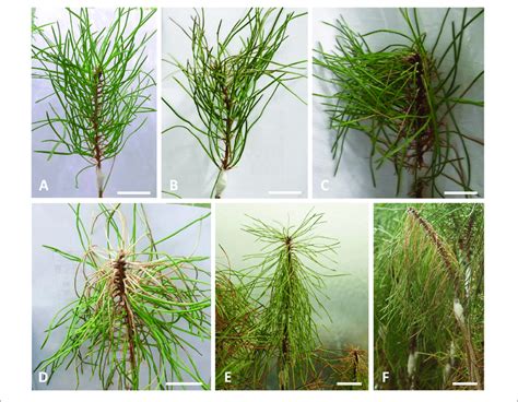 | Visual evaluation of external symptoms in 22-month-old Pinus pinaster... | Download Scientific ...