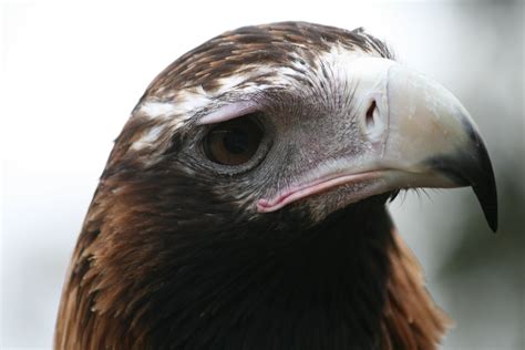 Free Wedge tailed eagle Stock Photo - FreeImages.com