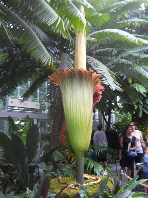 Titan Arum or Corpse Flower by Calisaroa on DeviantArt