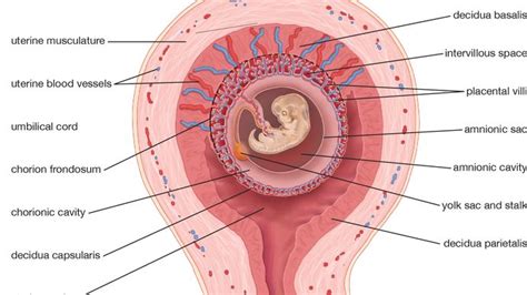 Mammal - Reproduction | Britannica