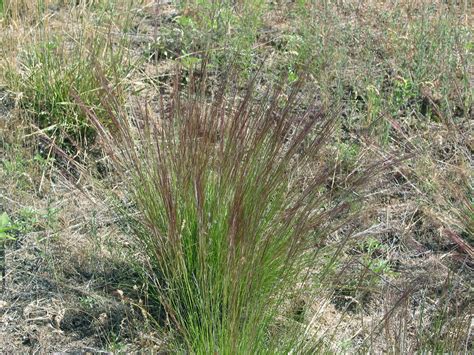 Aristida purpurea - Three-awn - Grass Family (Poaceae) - Summer - Colorado Native Grass ...