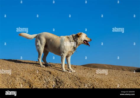 The dry and arid Namib desert in the Namibian Skeleton coast Stock Photo - Alamy