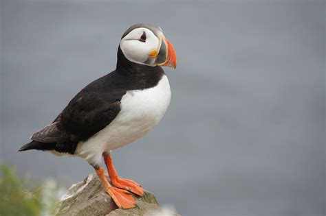 Puffin Iceland Bird - Free photo on Pixabay