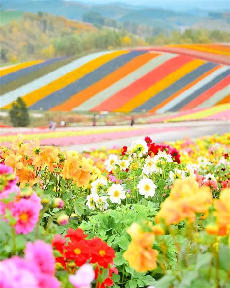 Panoramic Flower Gardens Shikisai-no-oka, Biei, Hokkaido, Japan, 四季彩の丘 ...