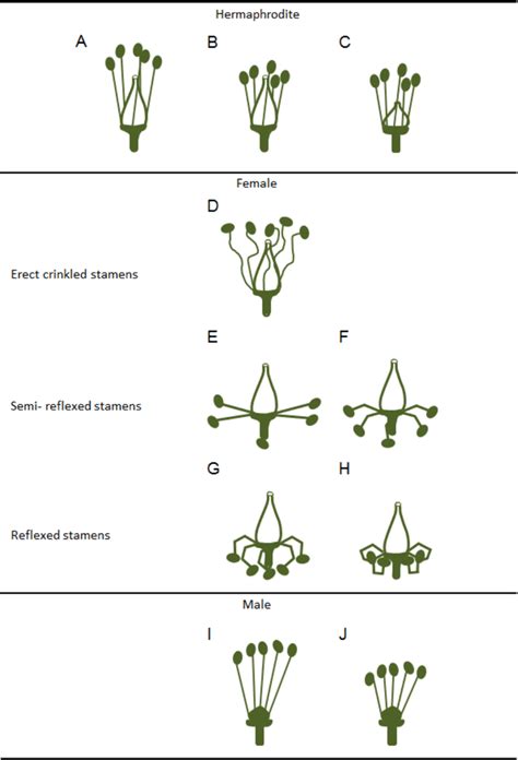 Variations in stamens and pistils in Vitis flower types. Scheme of some ...