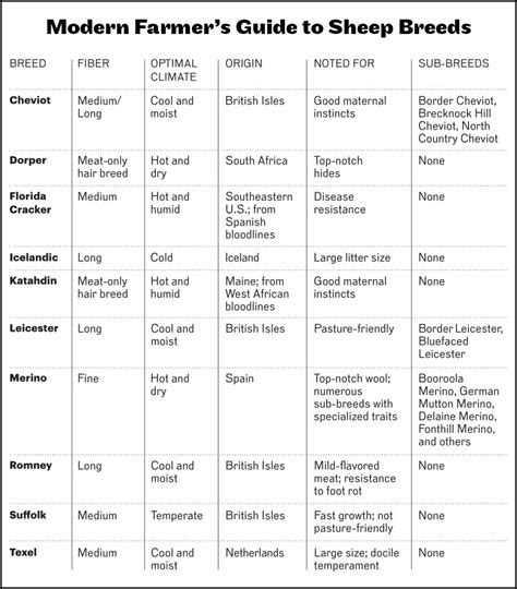 Raising Sheep Right: Modern Farmer's Sheep Breeding Primer - Modern Farmer