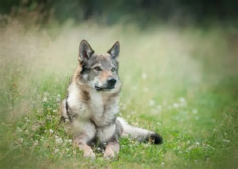 Wolf German Shepherd