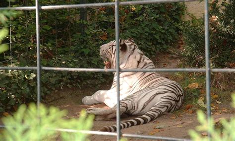 White Tiger Habitat Map