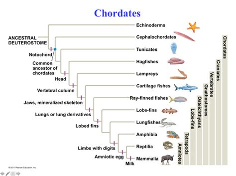 Section 5: Vertebrates are Chordates Flashcards | Quizlet