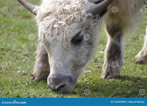 Close Up of a Young Domestic Yak Grazing Stock Photo - Image of cows, field: 153204996