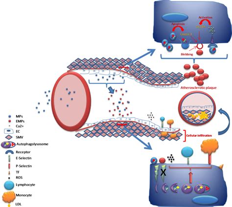 A new pathway of endothelial damage. This image is representative of... | Download Scientific ...