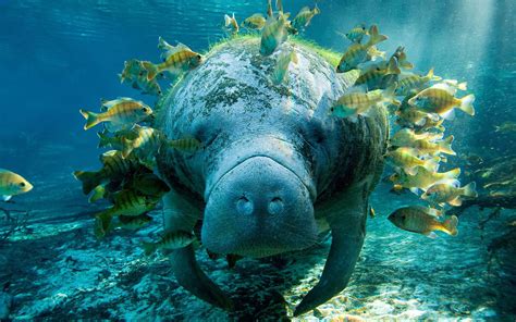 Manatee Wallpapers - Top Free Manatee Backgrounds - WallpaperAccess