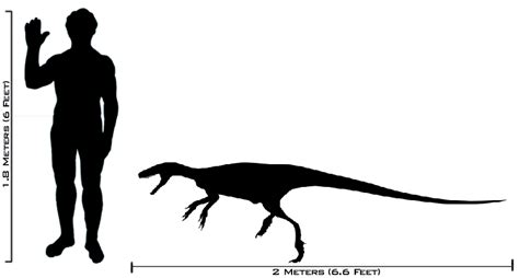 File:Human-staurikosaurus size comparison2.png - Wikimedia Commons