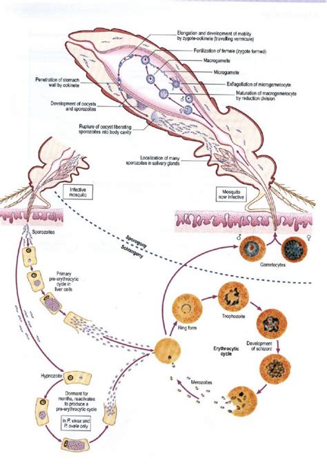 Plasmodium | Medical Laboratories