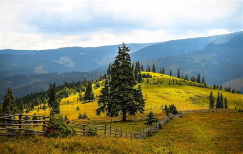 Pine Trees Field Near Mountains during Daytime · Free Stock Photo