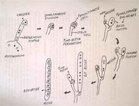 Development of Ascus| Ascomycota| Ascospores| Karyogamy|