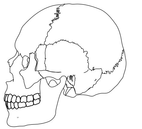 LadyOfHats - Drawing Bones of skull: lateral view - no labels | AnatomyTOOL