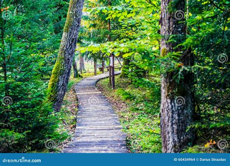 Wooden path in forest stock photo. Image of nature, flora - 60434964