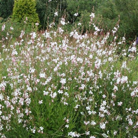 White Gaura.Flowers Seed, (Gaura Lindheimeri) Perennial - 1/4 Seeds | Gaura plant, Gaura, White ...