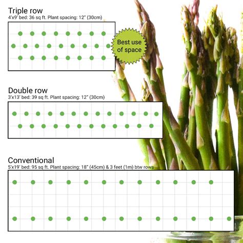 How to grow asparagus in less space - Ask the Food Geek