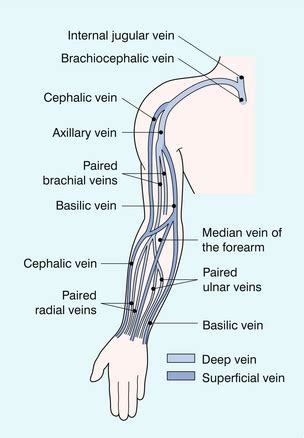 The Peripheral Veins | Radiology Key