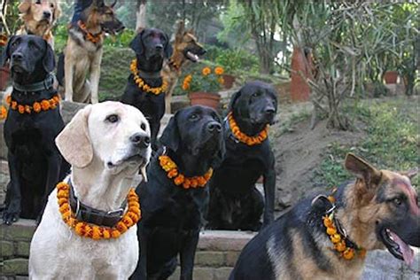 Kukur Tihar (Kukur Puja): the Nepalese Festival that Celebrates Dogs