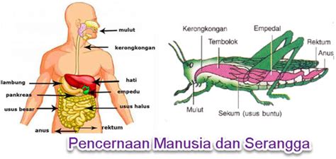 Sistem Pencernaan Hewan dan Manusia | Mikirbae.com