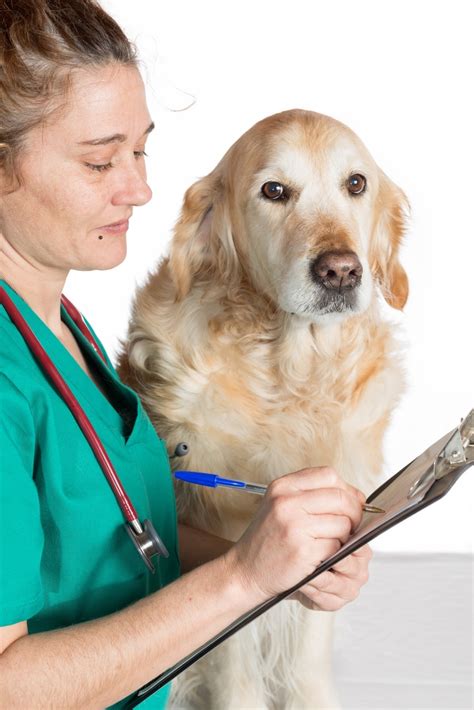 Pain Medications For Dogs With Arthritis - Four Medications