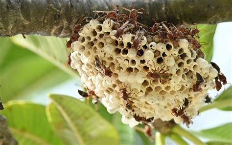 Murder Hornet Nest Found and Eradicated | Survival Daily