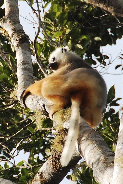 silky sifaka lemur | shamwari | Flickr