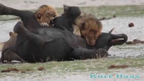 LIONS Kill an Elephant (for a license, please contact: Barcroft TV ...