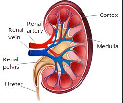 Kidney Diagram Labeled