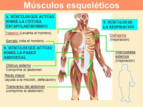 Musculos Y El Esqueleto | Images and Photos finder