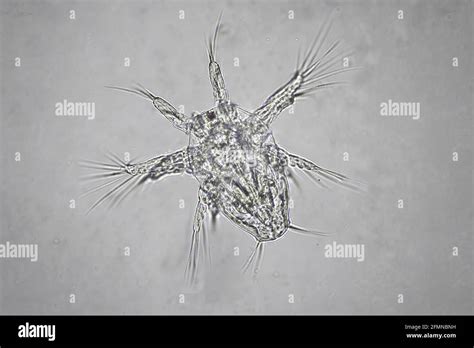 Nauplius larva in water under microscope Stock Photo - Alamy