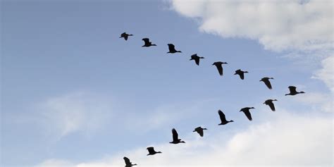 Plane Bound For China Hits Flock Of Birds During Takeoff, Makes Emergency Landing At O'Hare ...