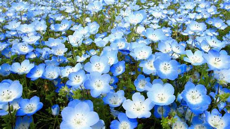 7 most beautiful blue flowers | Blue flowers, Flowers, Beautiful