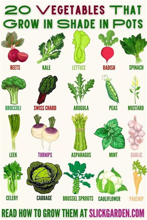 20 Vegetables That Grow In Shade In Pots – Slick Garden Vegetable Garden Planning, Backyard ...