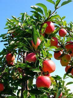 Fuji Apple Tree Care | Apple tree care, Apple tree flowers, Apple tree gardening