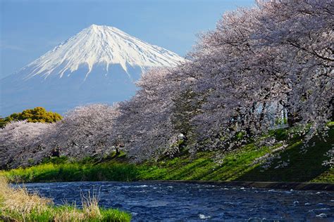 日本の風景「富士山と桜並木」壁紙1920x1280 - 壁紙館