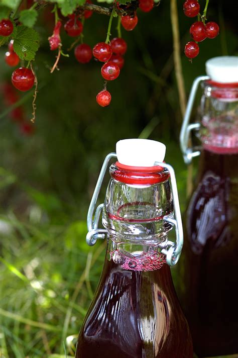 Blackcurrant cordial - Nordic Diner