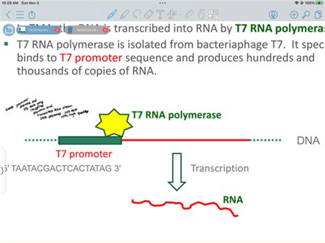 Other Amplification Methods: Nucleic Acid Amplification + Signal ...