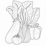 Tomato Plant Coloring Stock Illustrations – 283  sketch template