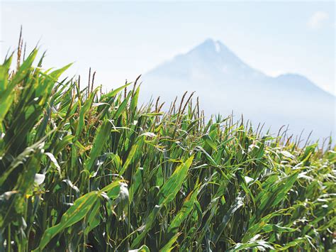 Establishing a high yielding maize crop