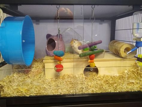 what do you guys think of my gerbils new home:) : r/gerbil