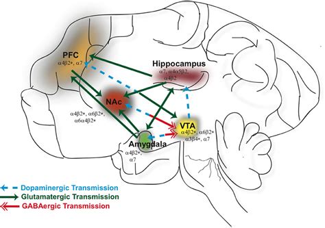 Frontiers | Neuronal nicotinic acetylcholine receptors: neuroplastic ...