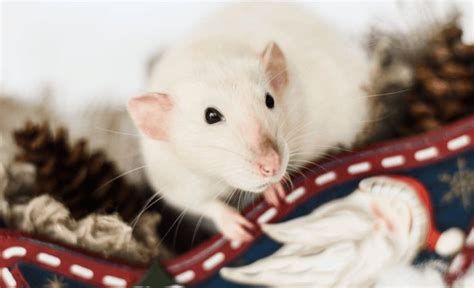 How Long Do Pet Rats Live? 11 Tips to Extend Your Rat Lifespan | Pet rats, Pets, Rats