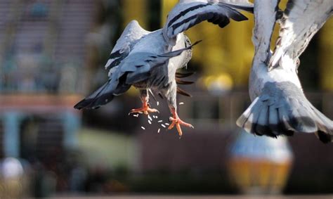 Can birds eat rice (with white and long grain varieties) - Bird Barn