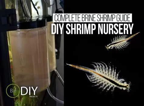 Super Easy DIY Brine Shrimp Hatchery W/ Care Guide & Tips!!