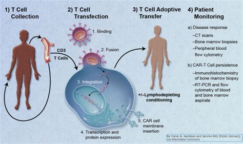 Fighting Cancer with the Immune System | BioSerendipity